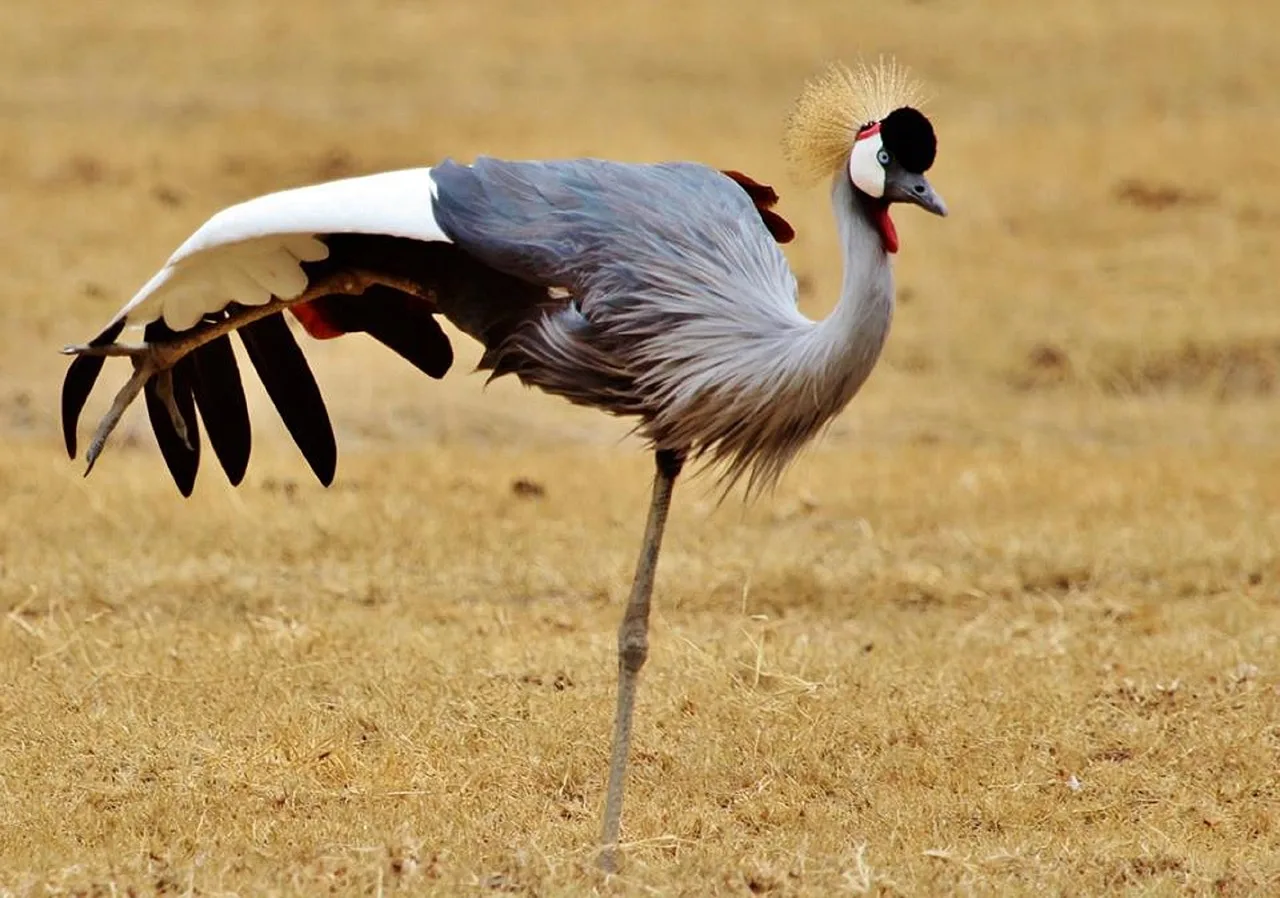 4-Day Victoria Falls & Chobe NP Safari Experience gallery image