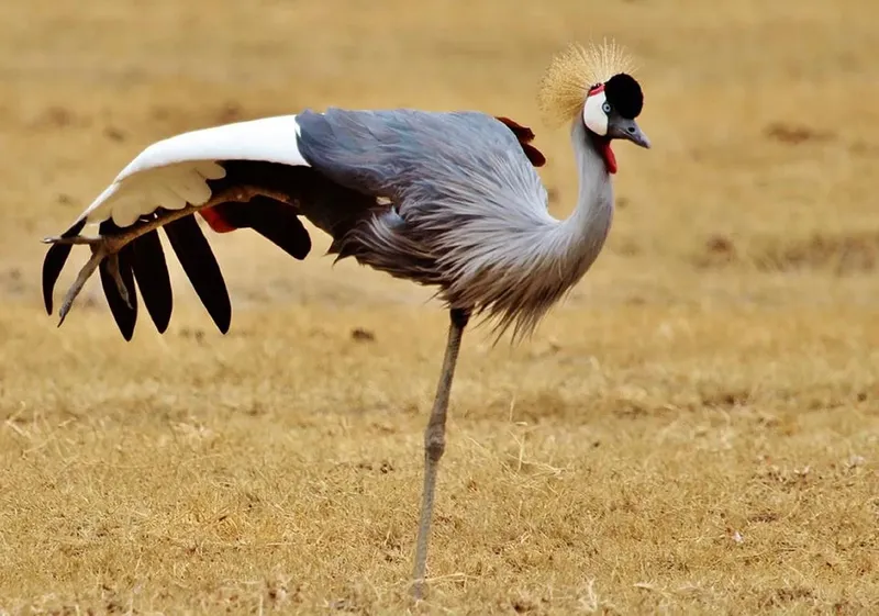 4-Day Victoria Falls & Chobe NP Safari Experience gallery image