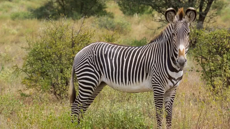 4-Day Classic Kruger Safari gallery image