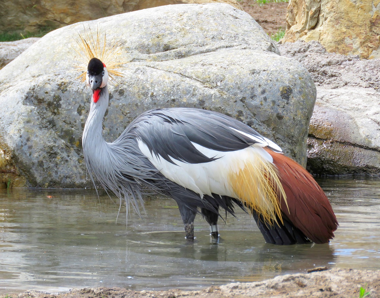 10-Day Birding in Tanzania, Arusha and Arc Mountains Tour - Tanzania safari gallery image