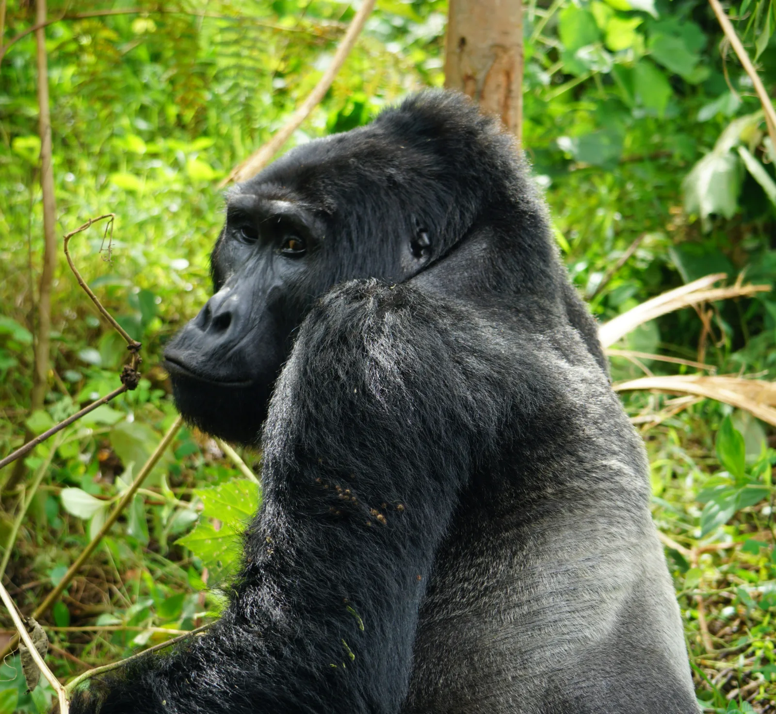 7-Day Tailor-Made Holiday and Tour in Uganda via Rwanda-Uganda gallery image
