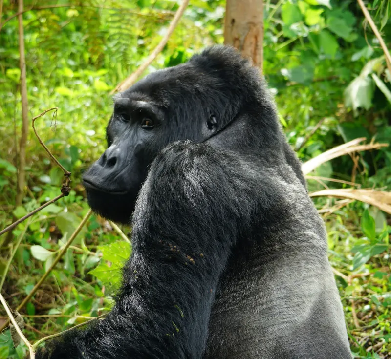 6-Day Rwanda Mountain Gorillas & Chimpanzees Tour - Rwanda gallery image