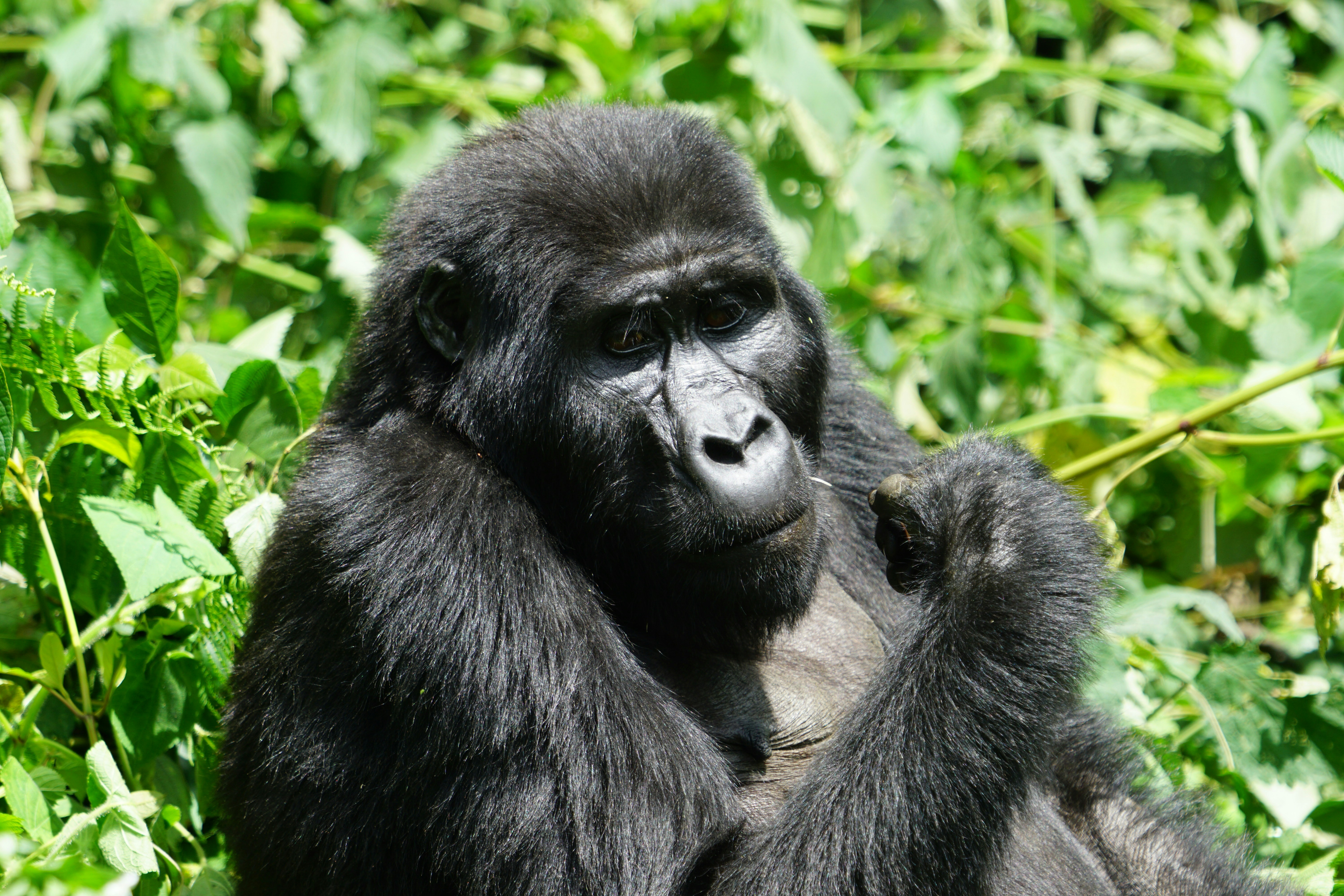 3-Day Mgahinga Gorillas and Golden Monkey Treks gallery image