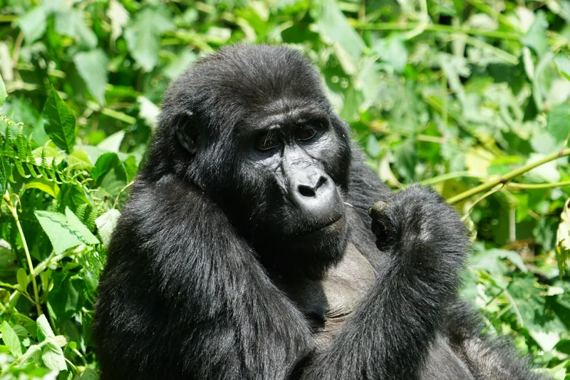 Trekking de 3 jours aux gorilles de Mgahinga et aux singes dorés gallery image