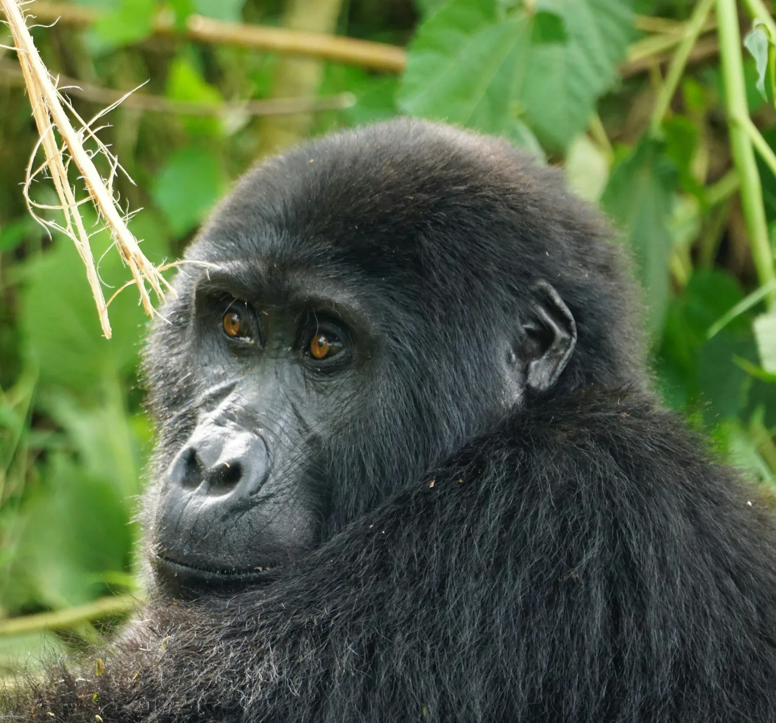 7-Day Tailor-Made Holiday and Tour in Uganda via Rwanda-Uganda gallery image