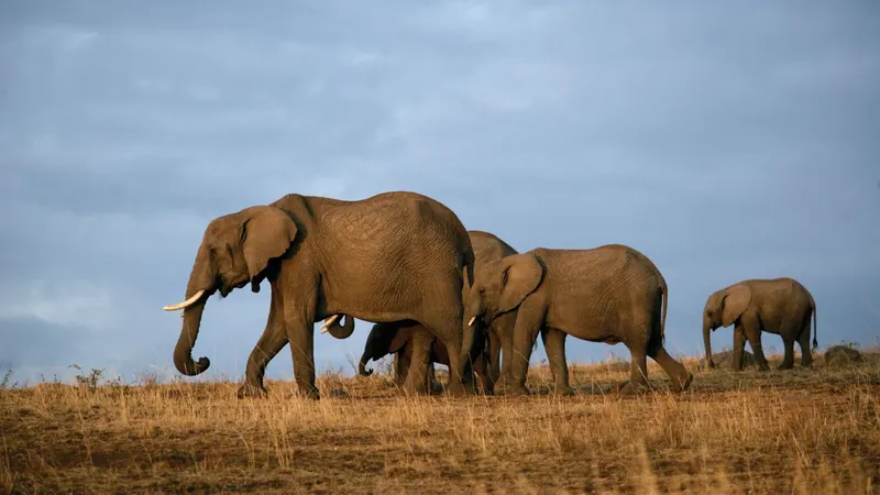1-Day Group Joining Tour to Tsavo East - Kenya safaris
