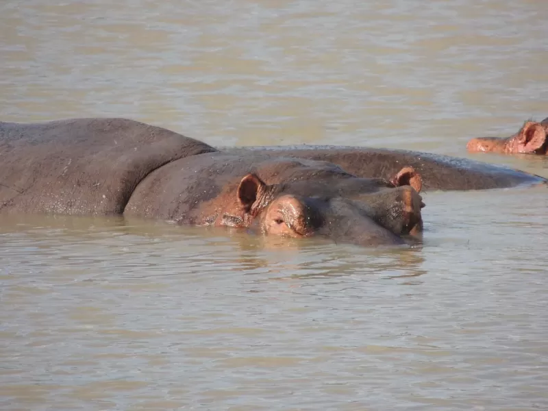 4-Day Victoria Falls & Chobe Safari gallery image