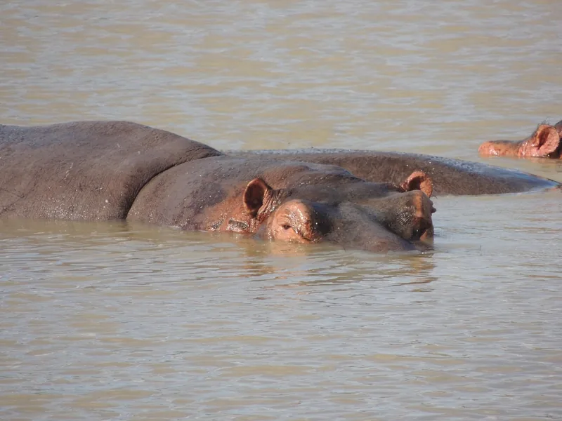 2-Day Express Chobe Land + River Safari with Camping gallery image