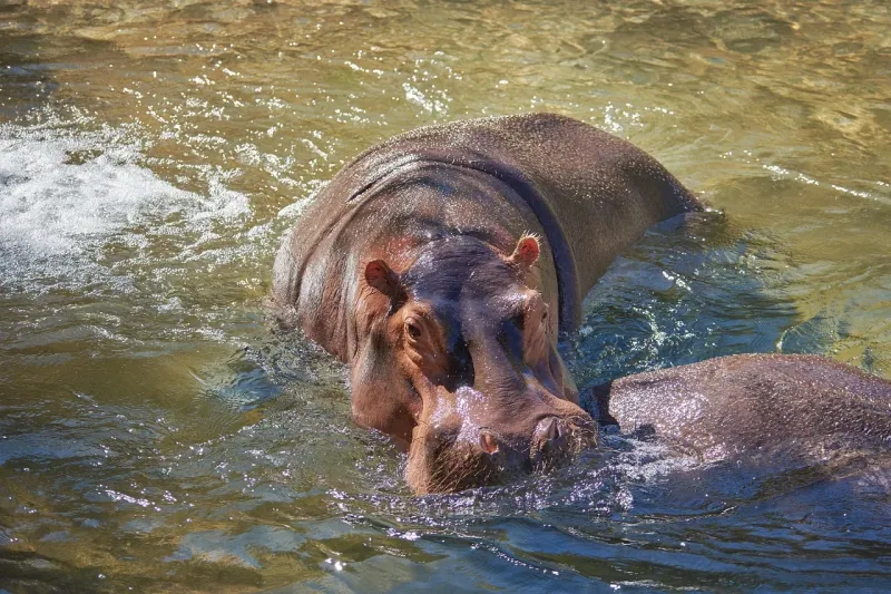 10-Day Luangwa and Lake Malawi Safari Escape gallery image