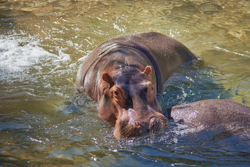 12-Day Kenya, Tanzania Safari and Zanzibar Beach Holiday - Kenya & Tanzania safaris