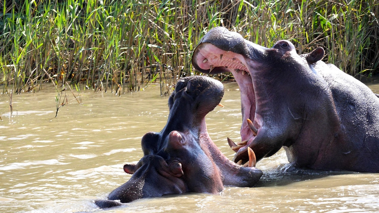 9-Day The Serengeti Trail with Zanzibar (Mid- Range) - Tanzania safari gallery image