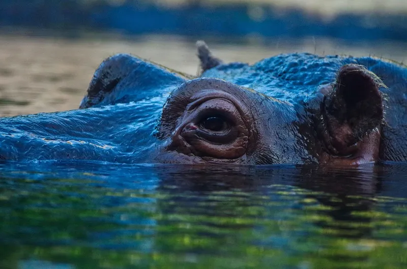2-Day Chobe Safari from Victoria Falls or Livingstone gallery image
