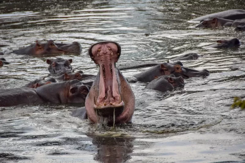 3-Day Bujumbura City Tour & Rusizi National Park Visit