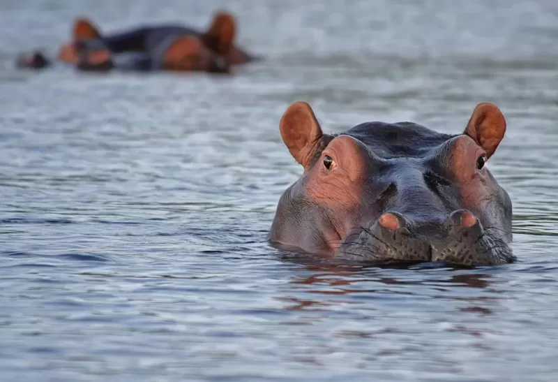 14-Day Ultimate Epic Kenya and Tanzania Adventure Safari - Kenya safari