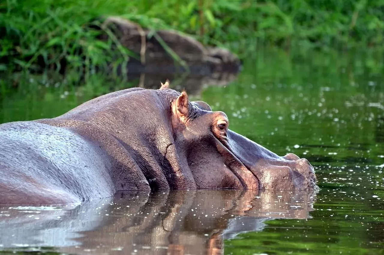 ½-Day Chobe River Cruise hero photo