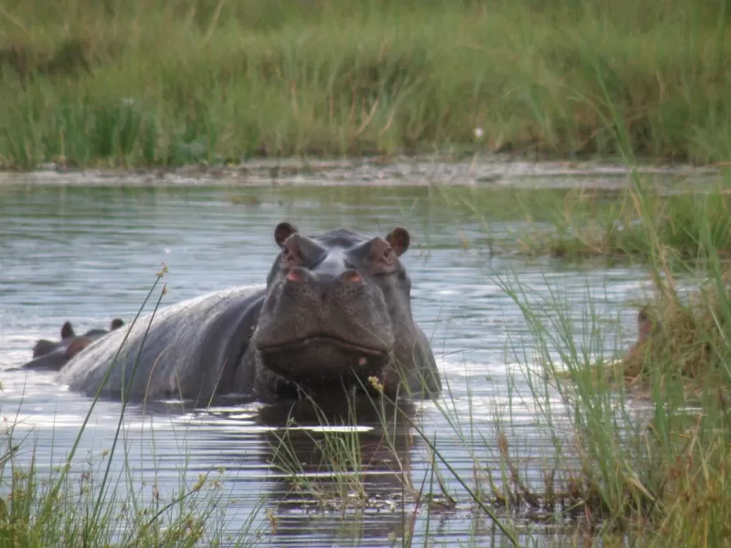 1-Day (4 + Persons) Pilanesberg 6 Hour Sunrise Safari
