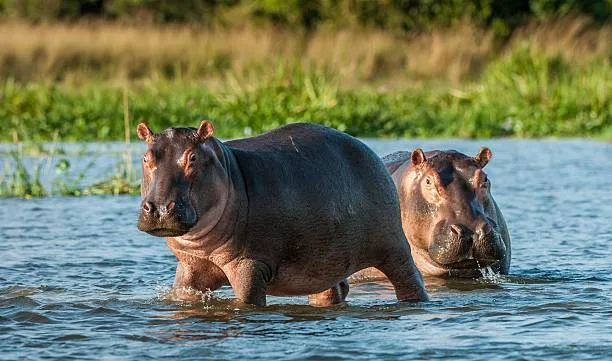14-Day Zambezi and Luangwa Valleys gallery image