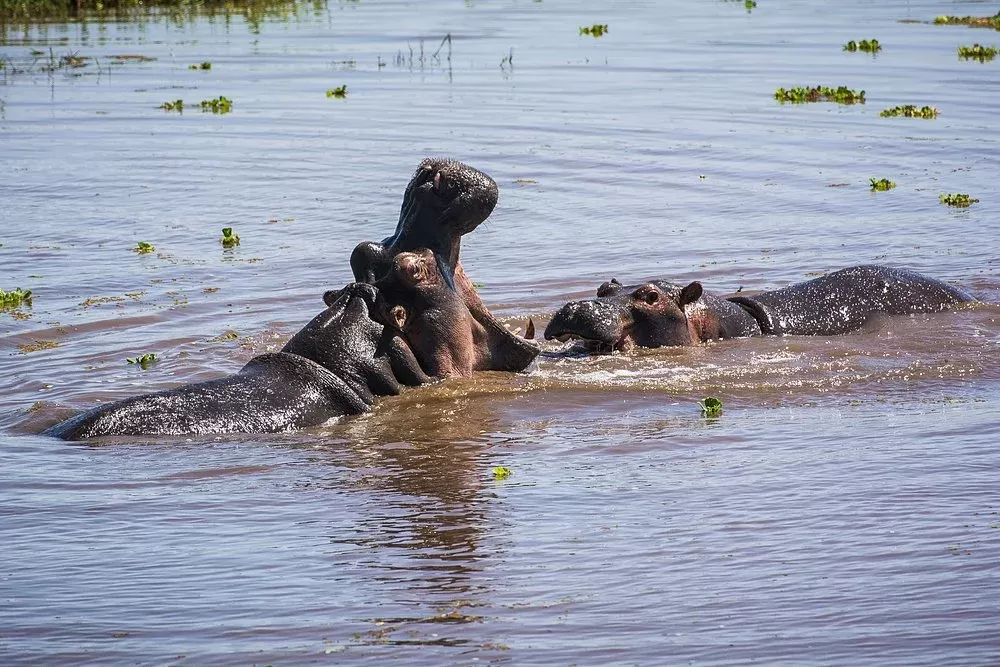 9-Day Unique Honeymoon Safari & Zanzibar Beach Vacation - 2026  2027 2028 hero photo