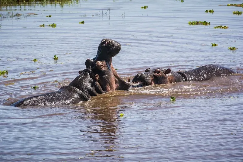 3-Day Ultimate Best Tarangire, Ngorongoro & Manyara Trip - Tanzania safari