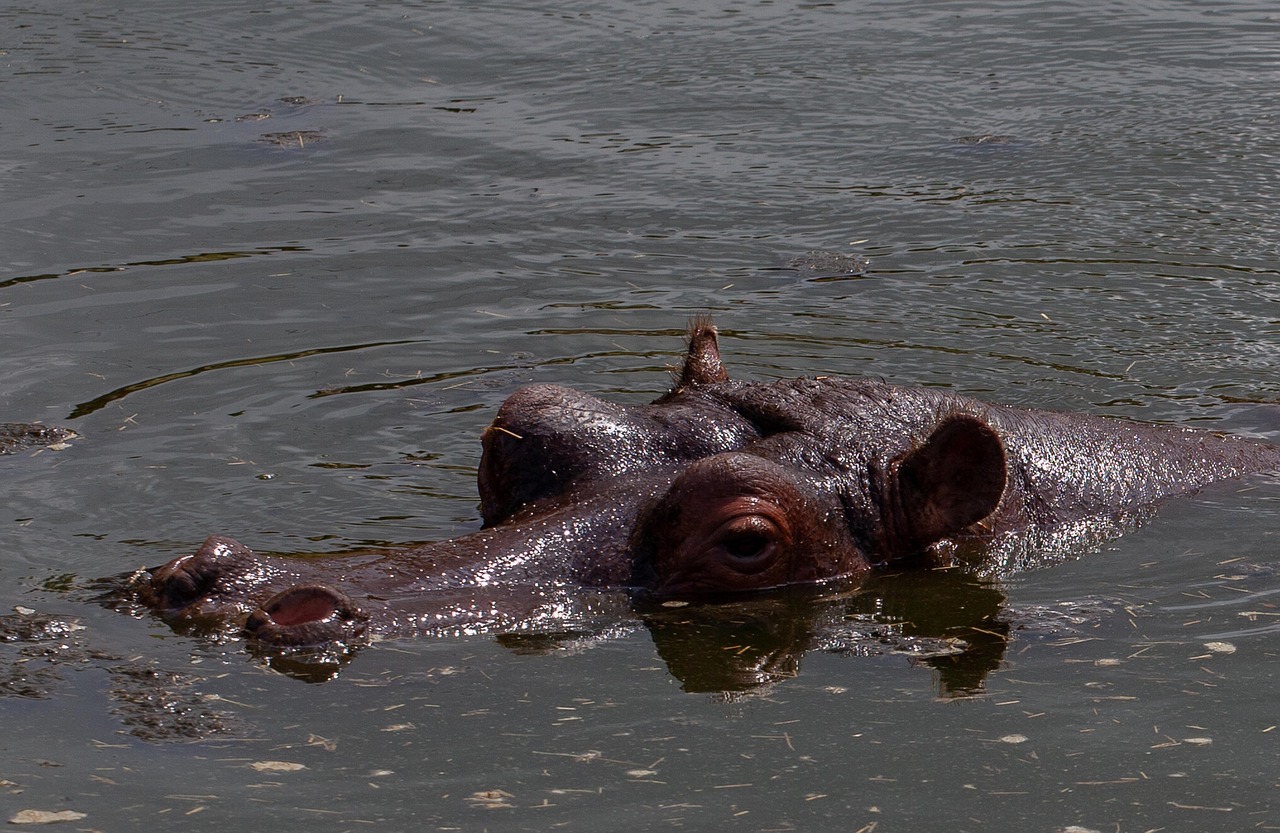 4-Day Budget Victoria Falls and Chobe Safari Tour gallery image