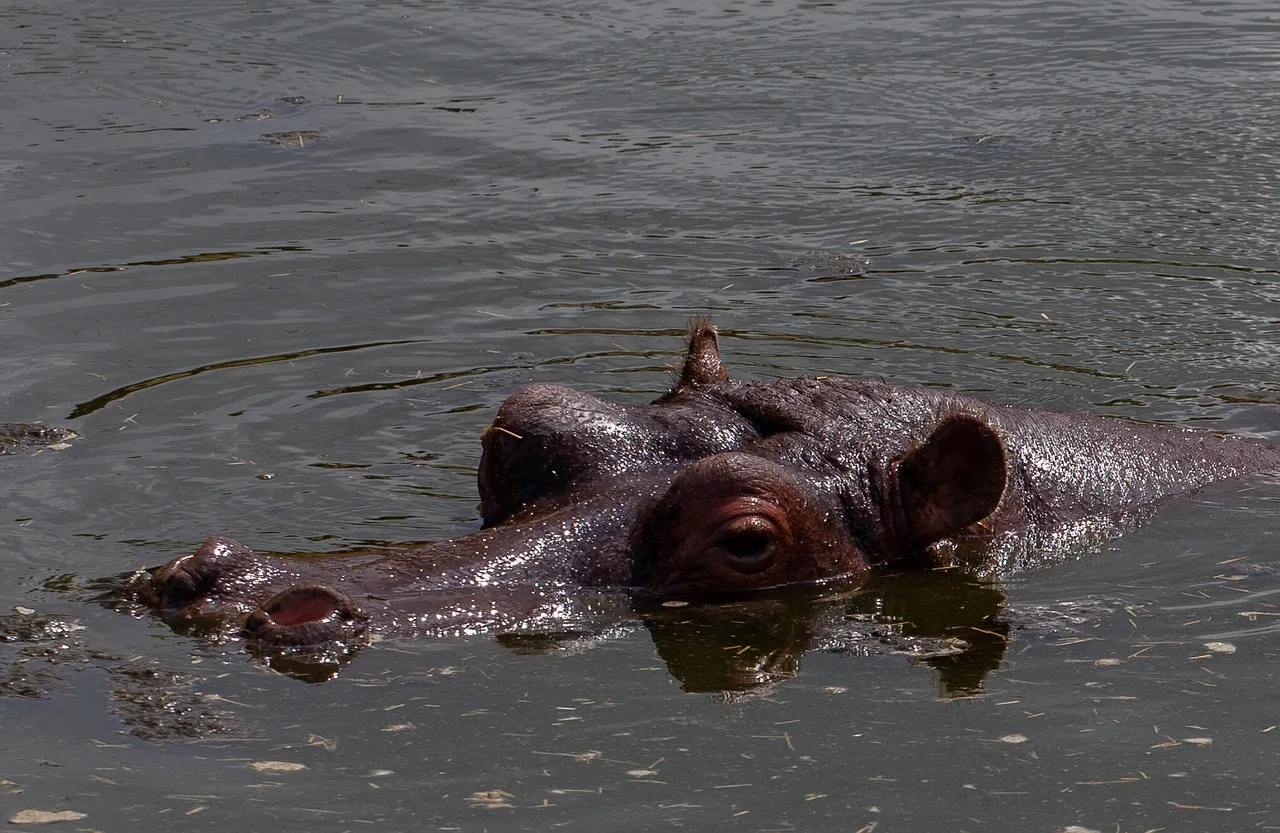 3-Day Midrange Kruger and Sabi Sand Safari Under Canvas gallery image