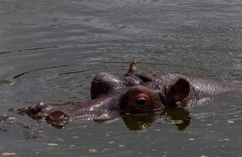 9-Day Relaxing in Zanzibar Beach & Wildlife Escape - Tanzania safari gallery image