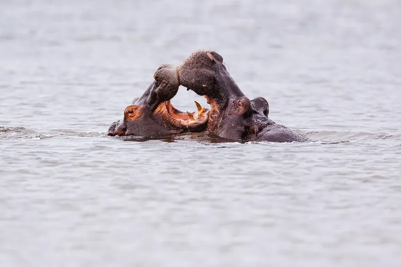 5-Day Moremi and Chobe National Park gallery image