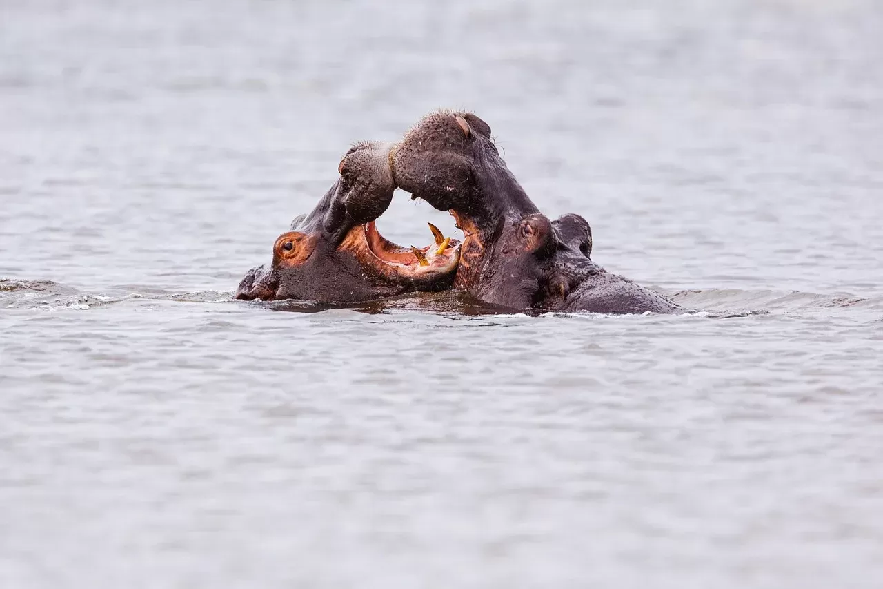½-Day Chobe Gentle Giants River Safari from Kasane, 3Hrs hero photo