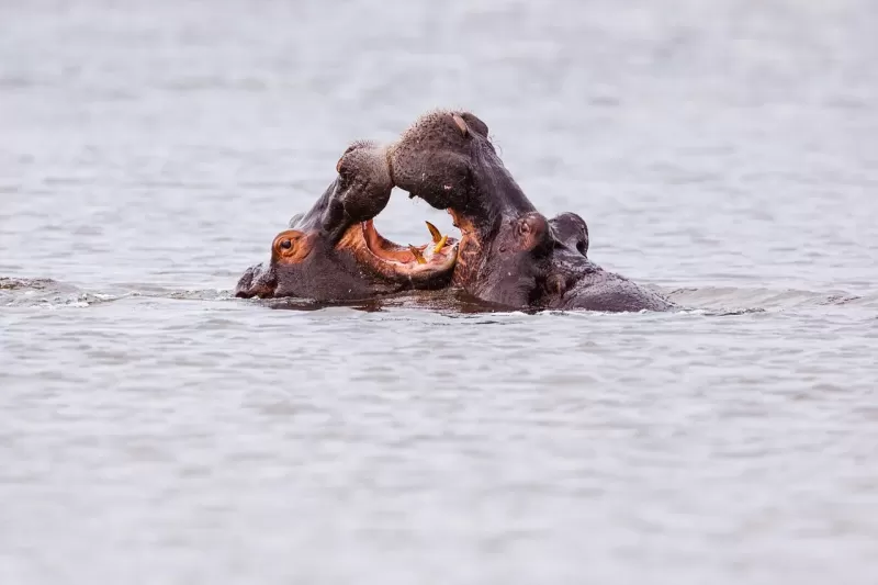 Experience 3-Day Fly in and out from Zanzibar to Serengeti & Crater - Tanzania safari