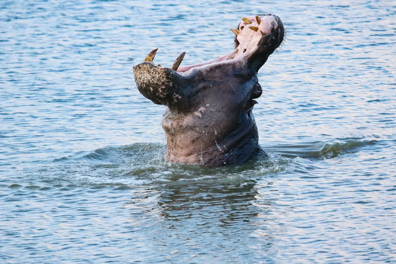 3-Day Serengeti Fly in & Fly out Safari - Tanzania safari gallery image