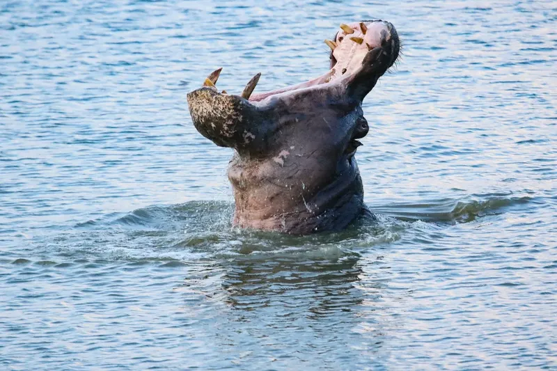 8-Day Kenya Safari & Beach Getaway - Kenya tours