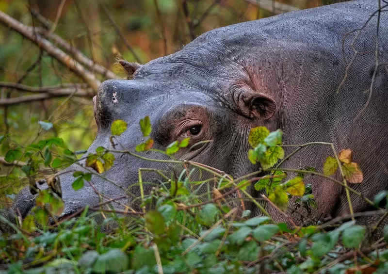 7-Day Botswana Safari gallery image