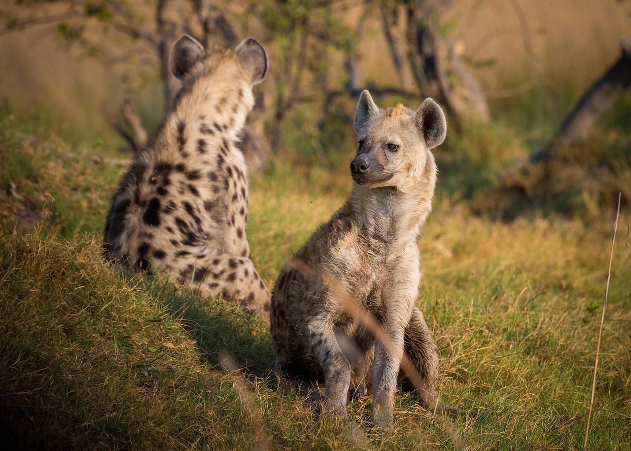 4-Day Zanzibar to Nyerere NP with 2 Game Drive & Boat - Tanzania safari gallery image