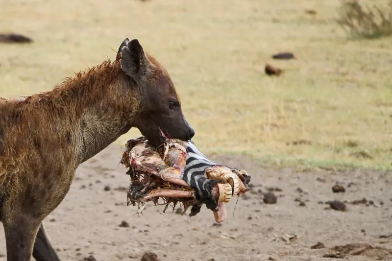 10-Day Kenya and Tanzania Best of Wildlife Safari - Kenya & Tanzania gallery image
