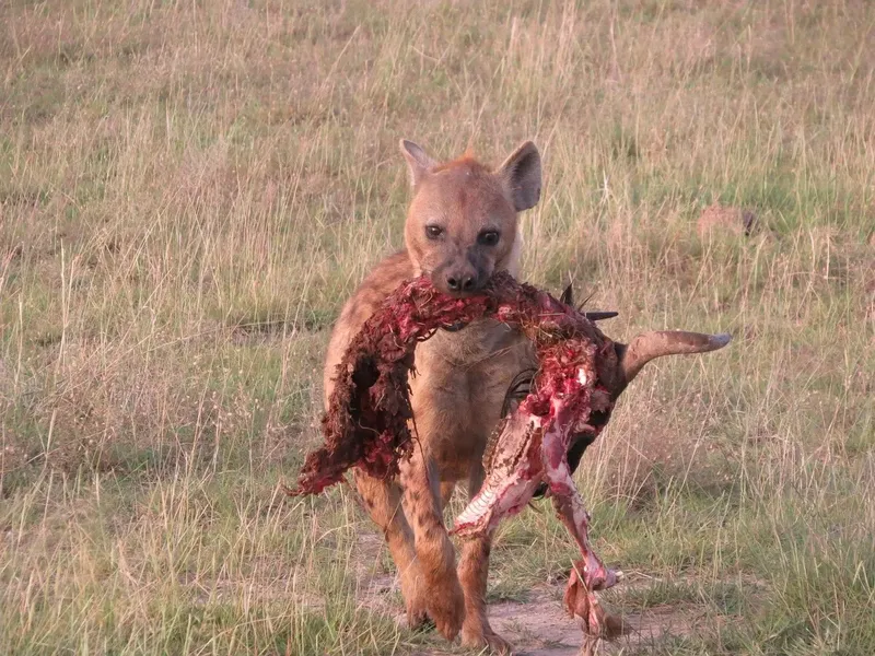 2-Day Tsavo West National Park Group Safari - Kenya safaris gallery image