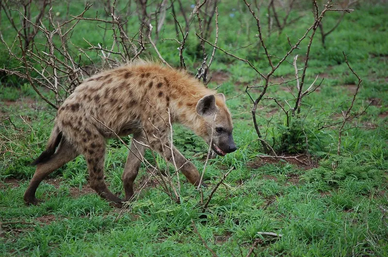 1-Day Bora Bora Wildlife and Kongo River Adventure - Kenya safaris gallery image