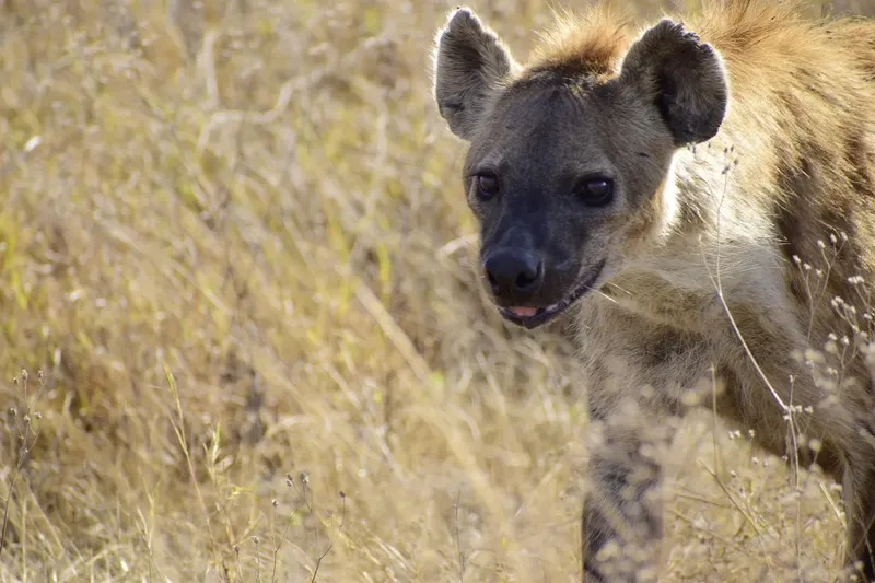 5-Day Moremi and Chobe National Park gallery image