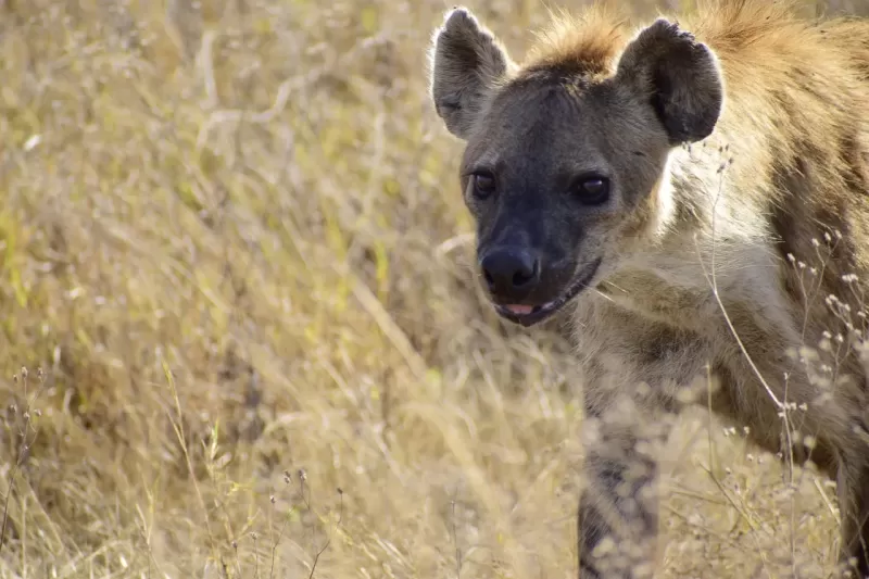 1-Day Trip to Home of Black Rhinoceros - Tanzania safari