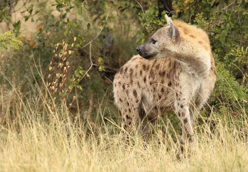1-Day Nairobi National Park and Giraffe Center - Kenya tours