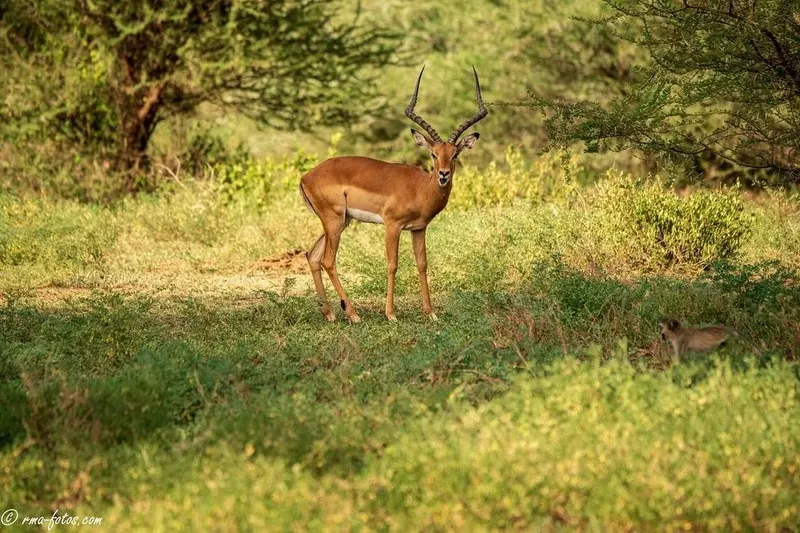 2-Day Lake Manyara & Ngorongoro Crater Safari