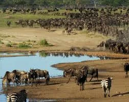7-Day Uganda Primates and Wildlife Safari -Uganda gallery image