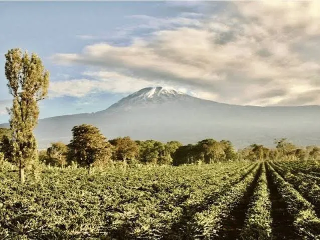 Full-Day Guided Tour in Arusha City (From Zanzibar) gallery image