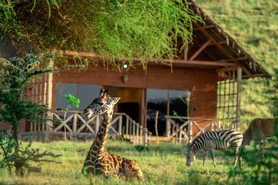 2-Day Fly-In Fly-Out Serval Wildlife Experience (From Zanzibar) Family Tour (4 - 8 People) gallery image