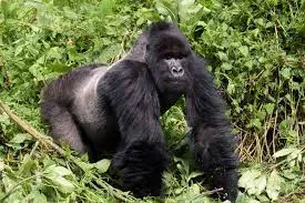 6-Day Gorillas, Game Viewing &Mt Sabinyo Hiking Safari-Uganda gallery image