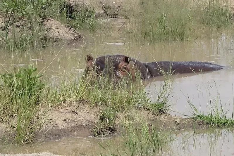 1 Day Trip Safari to Ruaha National Park from Iringa gallery image