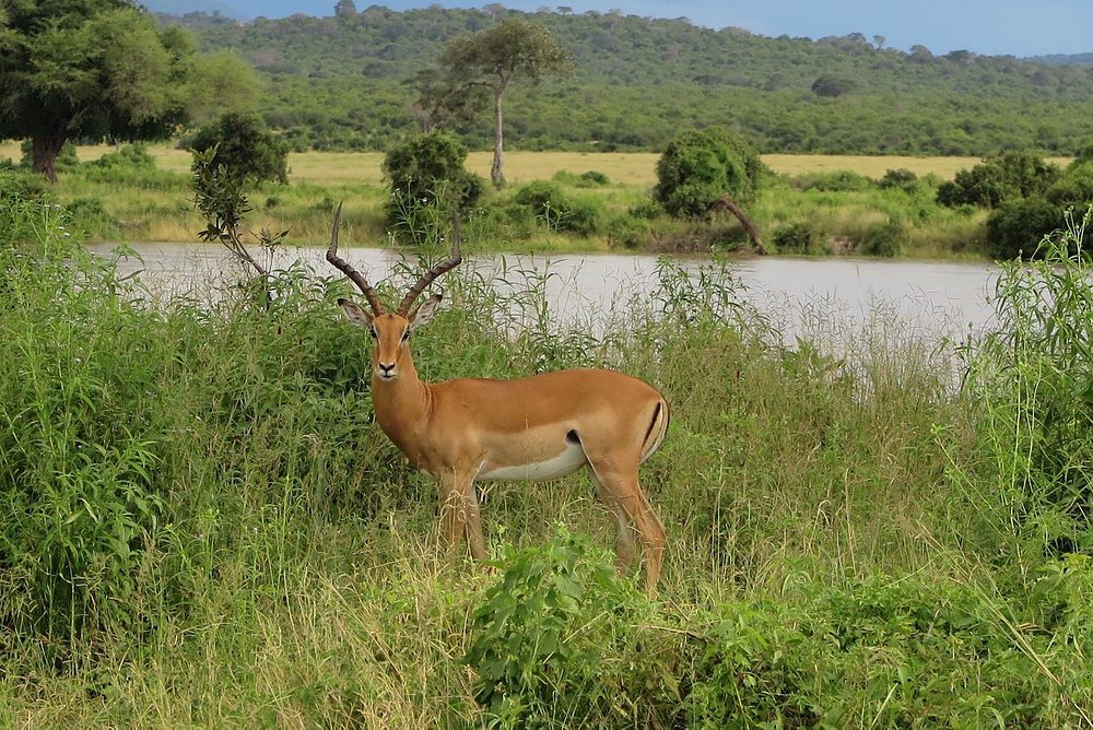 1 Day Day Trip to Ruaha National Park Things to do gallery image