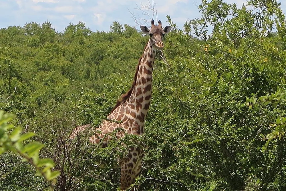 1 Day Wild Escape Safari Trip in Ruaha National Park gallery image