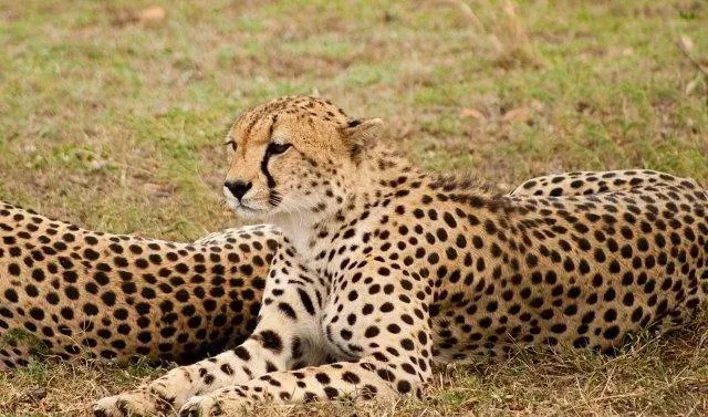 ½-Day Nairobi National Park Safari - Kenya tours gallery image