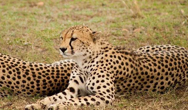 1-Day Private Fly in Nyerere National Park from Zanzibar - Tanzania safari