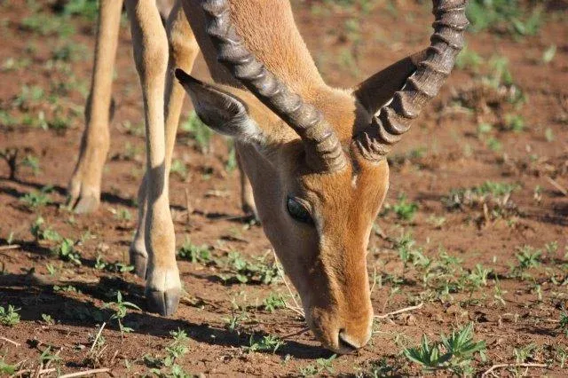 ½-Day Classic Nairobi National Park - Kenya safaris